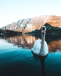 Swan swimming on lake against mountains