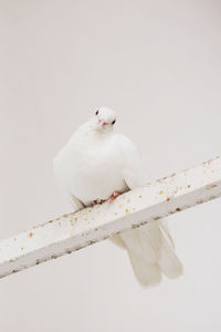 Portrait of white dove perching on metal against clear sky