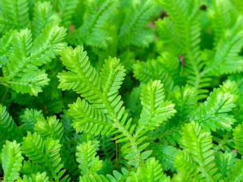 Close-up of green leaves