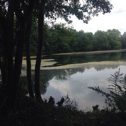 Reflection of trees in lake