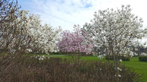 Close-up of fresh flower tree against sky