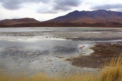 Flamingo on lake