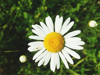 Close-up of white daisy flower