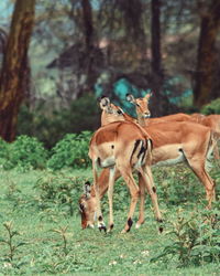 A herd of antelopes at crater lake game sanctuary, naivasha