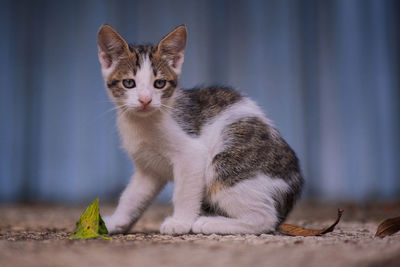 Close-up portrait of a cat