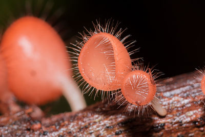 Close-up of mushroom growing on plant