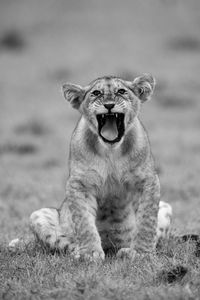 Mono lion cub sits yawning on grass