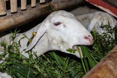 Close-up of cow