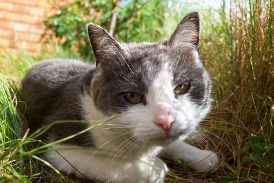 Close-up portrait of a cat