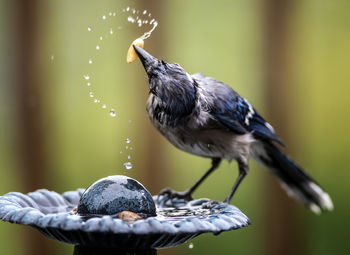 Close-up of bird perching