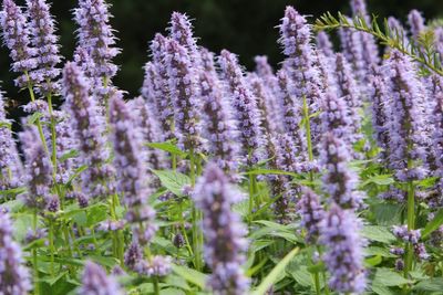 Close-up of purple flowers