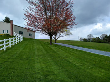 Tree on field by houses against sky