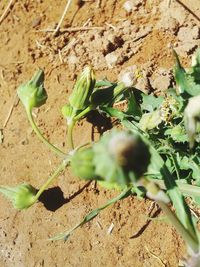 Close-up of plant