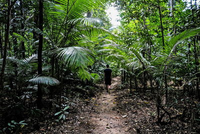 Trees in forest