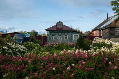 Pink flowering plants by building against sky