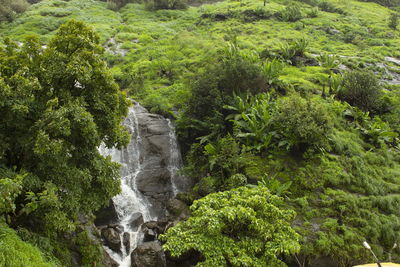 Scenic view of waterfall in forest