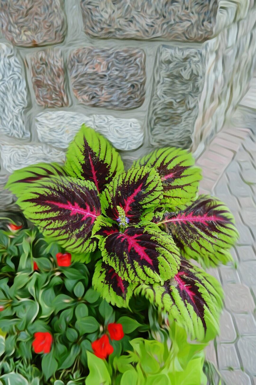 HIGH ANGLE VIEW OF FLOWERS