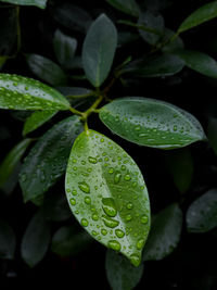 Close-up of green leaves