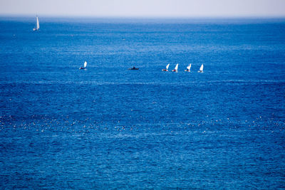 Swans swimming in sea against blue sky