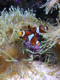 View of fish in sea