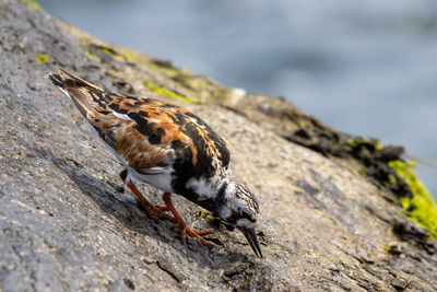 Close-up of bird perching on rock