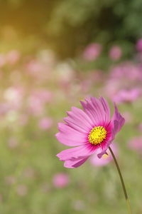 Pink cosmos bipinnatus flower with blurred landscape background