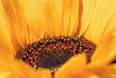 Close-up of sunflower