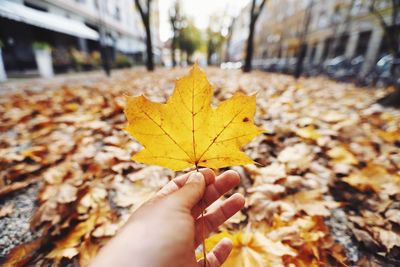 Close-up of person holding maple leaf on road