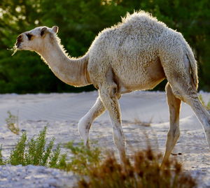 Side view of giraffe on land