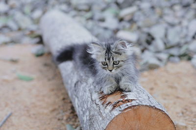 High angle portrait of cat against blurred background