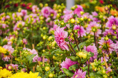 Close-up of pink flowering plants