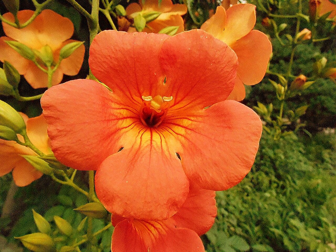 flower, growth, petal, freshness, flower head, fragility, beauty in nature, plant, leaf, nature, close-up, high angle view, blooming, orange color, red, day, no people, green color, outdoors, in bloom