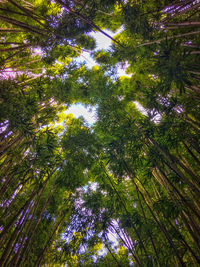 Low angle view of trees in forest