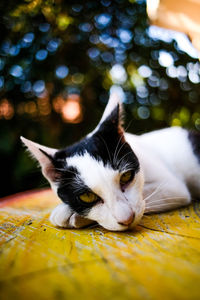 Close-up of cat lying on floor