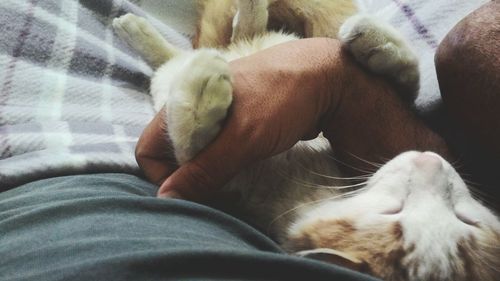 Cat sleeping on sofa