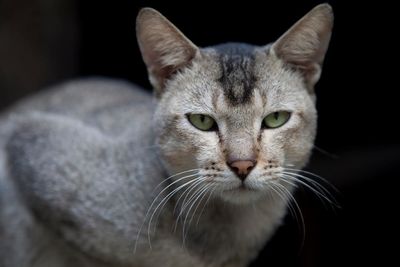 Close-up portrait of domestic cat 