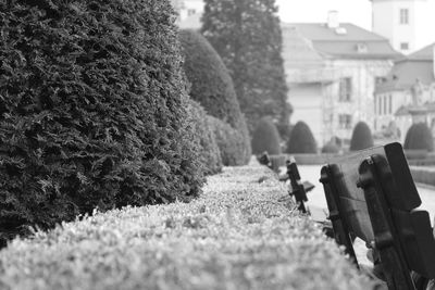 Close-up of bench by bushes