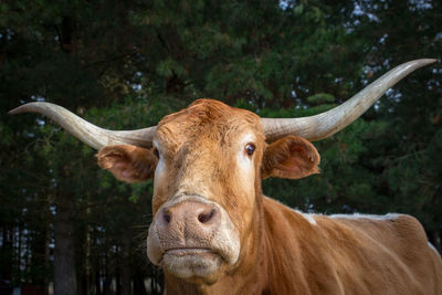 Portrait of cow