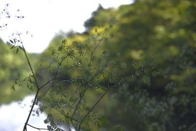 Close-up of plant against blurred background