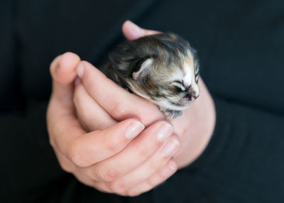 Midsection of person holding kitten