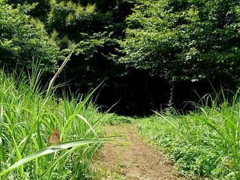 Plants growing in forest