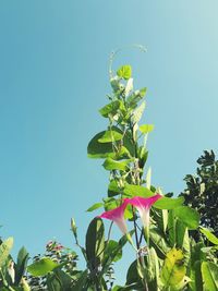 Low angle view of flowering plant against clear sky