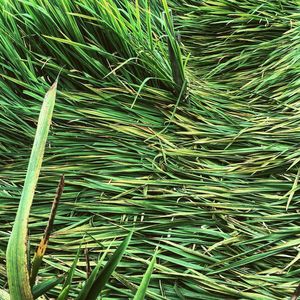 Full frame shot of bamboo plants on field