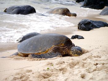 Turtle on sand at beach