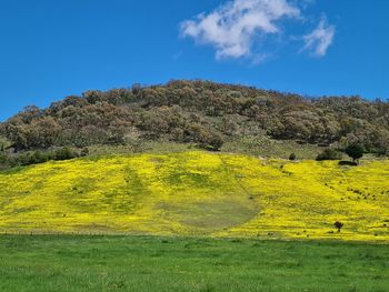 Yellow flowers growing on field