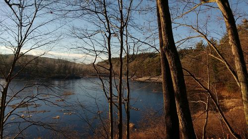 Reflection of bare trees in lake