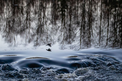 Reflection of bird flying in lake