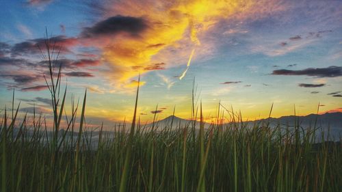 Scenic view of field against sky during sunset