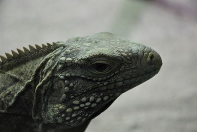 Close-up of lizard