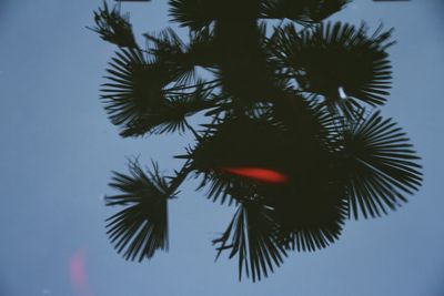 Low angle view of palm trees